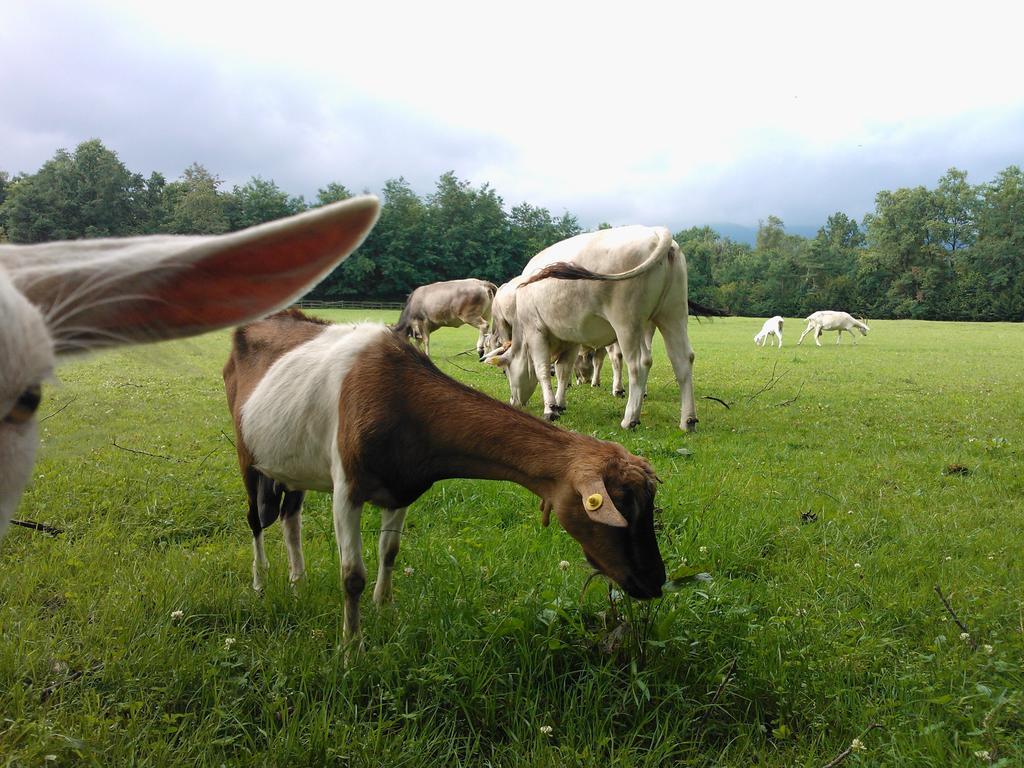 Bauernhof Cassinazza *